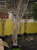 Belconnen Aquatic Centre – Large Trees – Construction Process