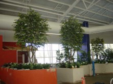 Belconnen Aquatic Centre – Large Tree Planter – 4