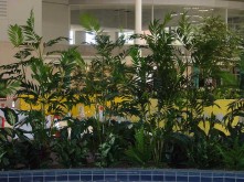 Belconnen Aquatic Centre – Large Tropical Planter – 2