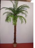 11′ Giant Areca Palm