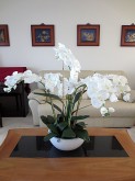 Lg. Phalaenopsis Orchids (White)