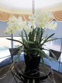 Lg. Phalaenopsis Orchids (Cream)
