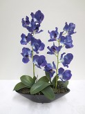 Vanda Orchids (Blue)