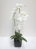 Tall Phalaenopsis Orchids (White)