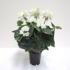 H-2389 - Geranium Bush (Cream/White)
