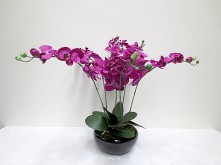 Med. Phalaenopsis (Purple)