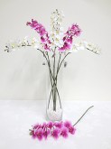 Mini Phalaenopsis Orchid Spray