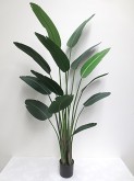 6′ Potted Traveller Palm
