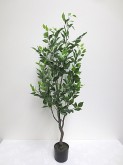 4′ Potted Ficus Tree