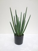 1.5′ Potted Snake Grass Plant