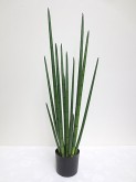 3′ Potted Snake Grass Plant