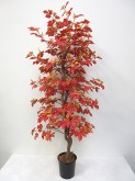Maple Natural Stem Tree (Autumn)