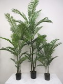 4.5′ / 6′ / 8′ Potted Kentia Palm