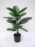 2′ Potted Rubber Plant