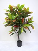 4′ Potted Croton Plant