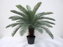 2.5′ Potted Cycas Palm