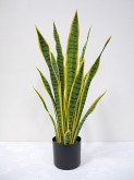 2.5′ Potted Sansevieria Plant (Mother-in-Law’s Tongue)