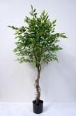 150 cm Potted Ficus Tree