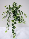 28” Variegated Ivy Hanging Bush