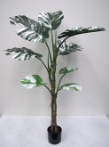 4.5′ Potted Variegated Monstera Plant