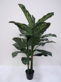 4′ Potted Dieffenbachia Plant