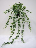 51” Variegated Ivy Hanging Bush