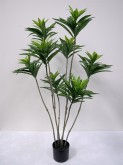 4′ Potted Lily Bamboo (Dracaena Reflexa) Plant