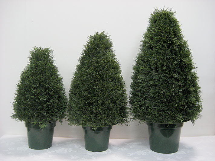 Cedar Pine Trees
