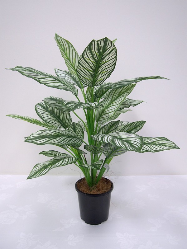 Calathea Bush